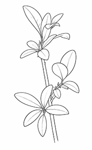 Ligustrum botanical line drawing